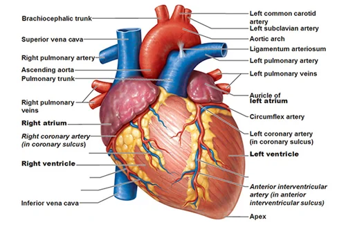 heart-transplant-in-delhi