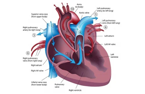 heart-failure-management